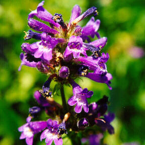 Penstemon attenuatus unspecified picture