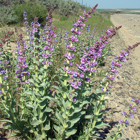 Penstemon acuminatus unspecified picture