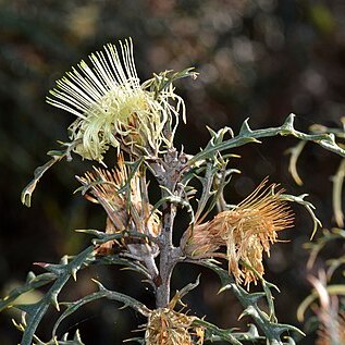 Banksia hewardiana unspecified picture