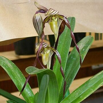 Paphiopedilum philippinense unspecified picture