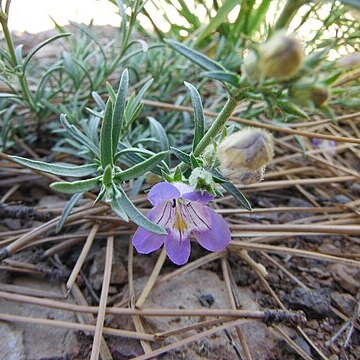 Penstemon linarioides unspecified picture