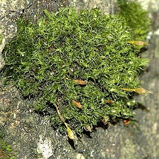 Dicranoweisia cirrata unspecified picture