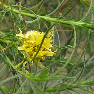 Ericameria pinifolia unspecified picture