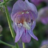 Penstemon grinnellii unspecified picture