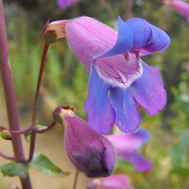 Penstemon spectabilis unspecified picture