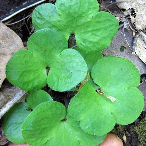 Hepatica americana unspecified picture