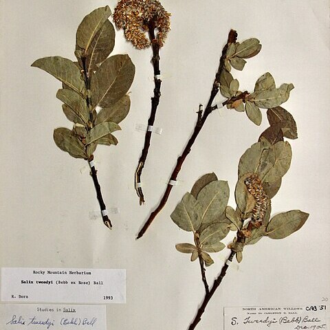 Salix tweedyi unspecified picture