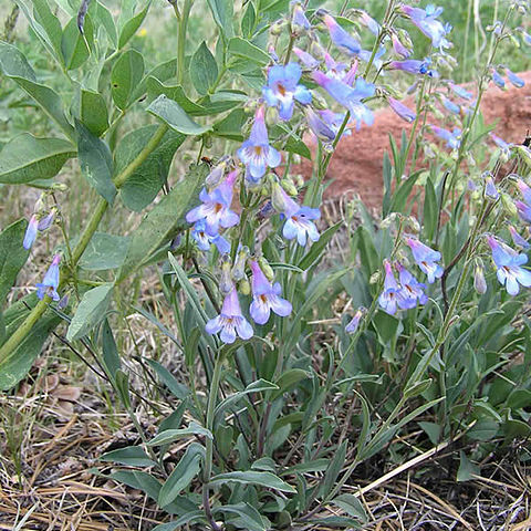 Penstemon degeneri unspecified picture