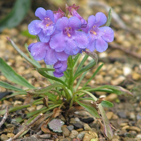 Penstemon uintahensis unspecified picture