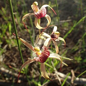 Caladenia radialis unspecified picture