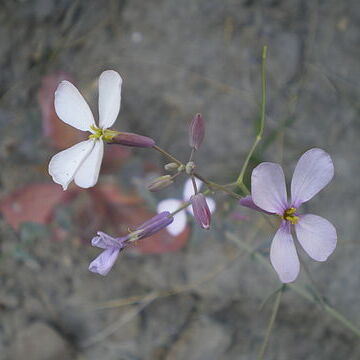 Moricandia foetida unspecified picture