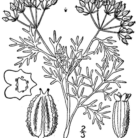 Ammoselinum unspecified picture