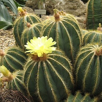 Parodia magnifica unspecified picture