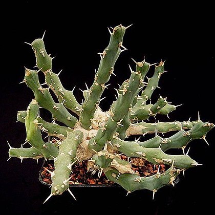 Euphorbia laikipiensis unspecified picture