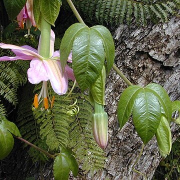 Passiflora tarminiana unspecified picture