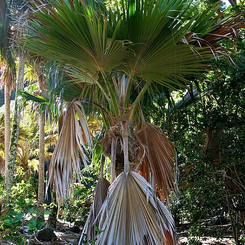 Pritchardia lanigera unspecified picture