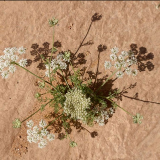 Daucus sahariensis unspecified picture