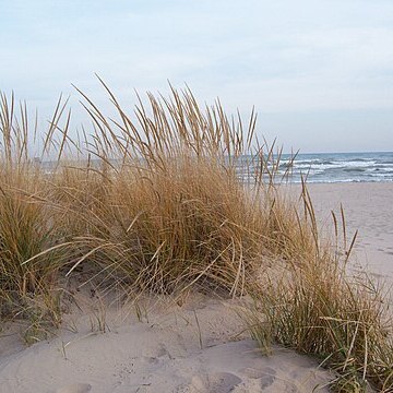 Ammophila breviligulata unspecified picture