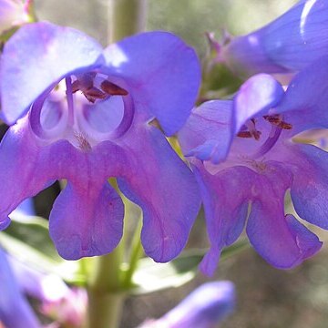 Penstemon cyaneus unspecified picture