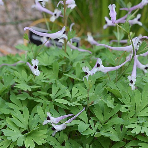 Corydalis henrikii unspecified picture