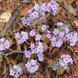 Leucophyllum langmaniae unspecified picture