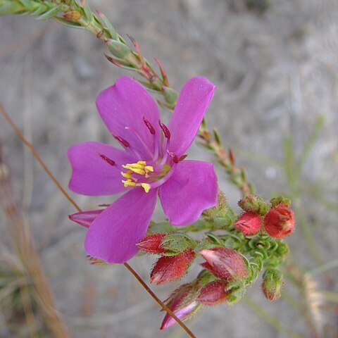 Microlicia viminalis unspecified picture