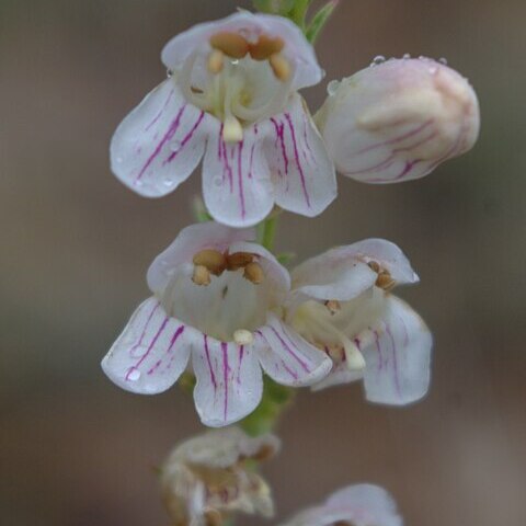 Penstemon virgatus unspecified picture