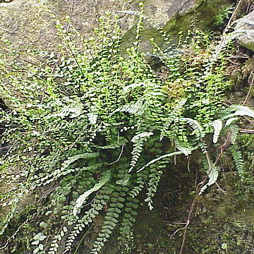 Asplenium unspecified picture