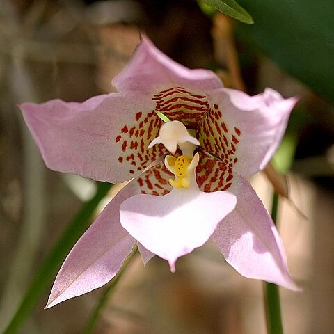 Rhynchostele cervantesii subsp. membranacea unspecified picture