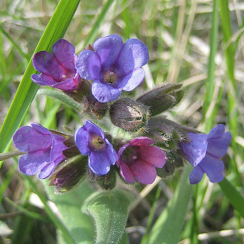 Pulmonaria australis unspecified picture