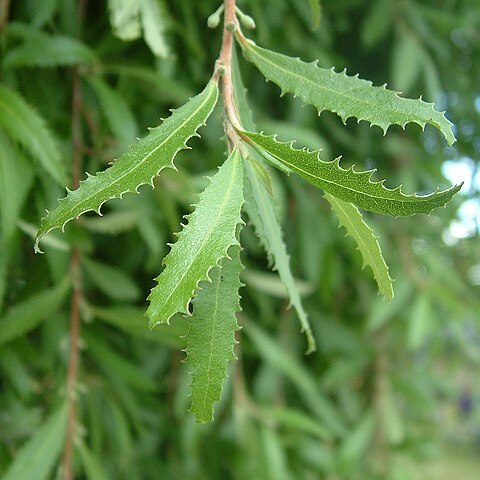 Hoheria angustifolia unspecified picture