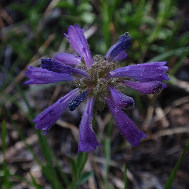 Penstemon heterodoxus unspecified picture