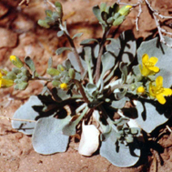 Physaria acutifolia unspecified picture