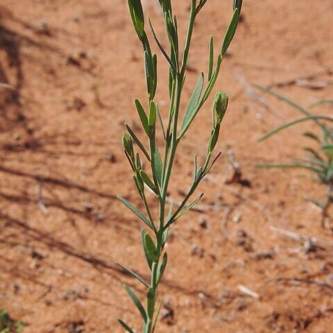 Pimelea trichostachya unspecified picture