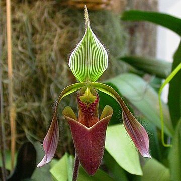 Paphiopedilum dayanum unspecified picture