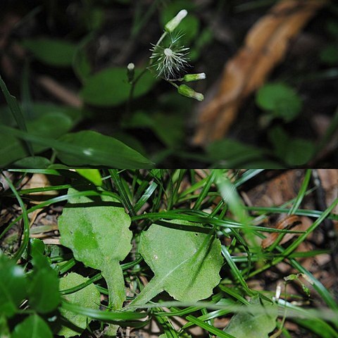 Exostigma notobellidiastrum unspecified picture