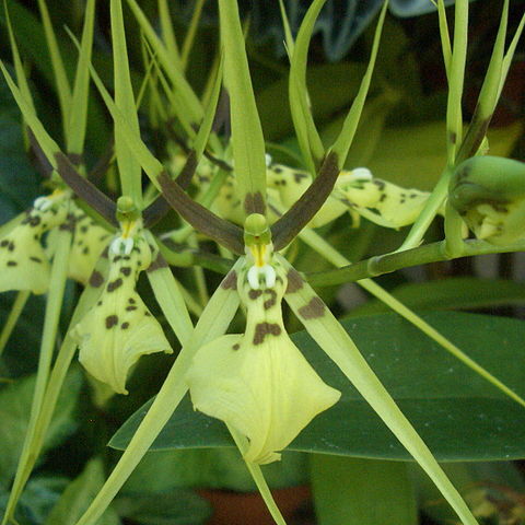 Brassia gireoudiana unspecified picture