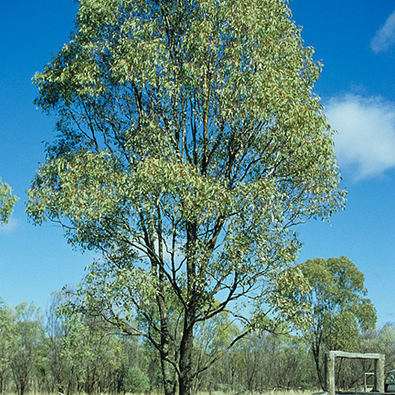 Eucalyptus orgadophila unspecified picture