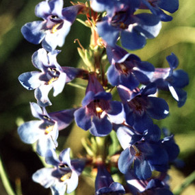 Penstemon angustifolius unspecified picture