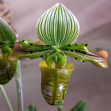 Paphiopedilum venustum unspecified picture