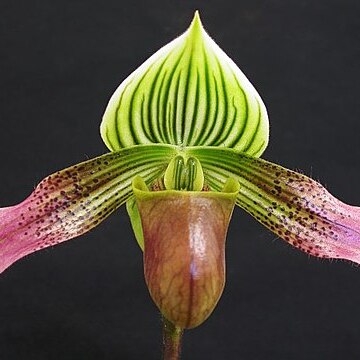 Paphiopedilum urbanianum unspecified picture