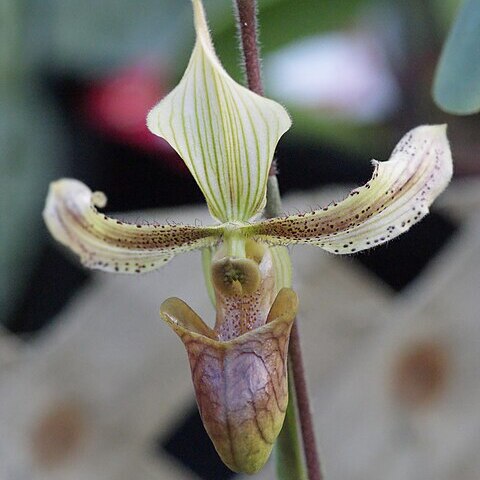 Paphiopedilum sugiyamanum unspecified picture