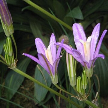 Brodiaea californica unspecified picture