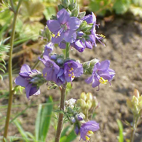 Polemonium unspecified picture