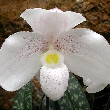 Paphiopedilum niveum unspecified picture