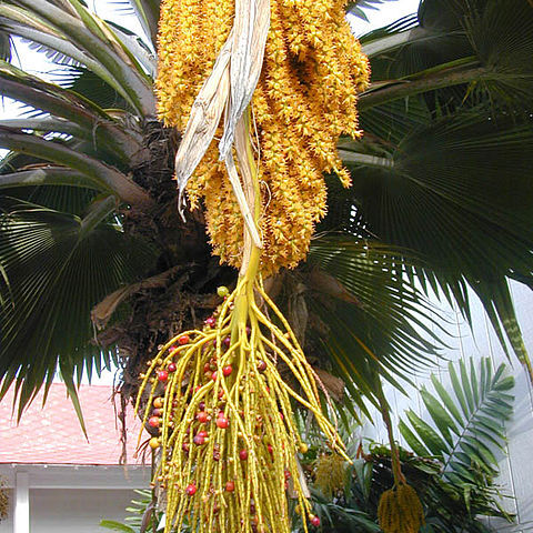 Pritchardia unspecified picture