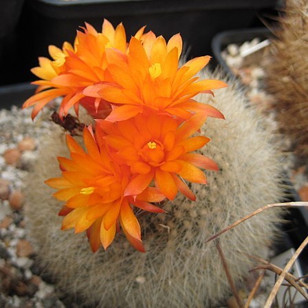 Parodia haselbergii unspecified picture