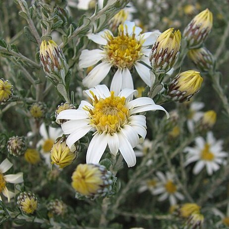 Olearia pimeleoides unspecified picture