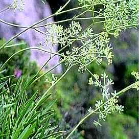 Bupleurum dianthifolium unspecified picture