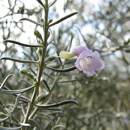 Eremophila scoparia unspecified picture